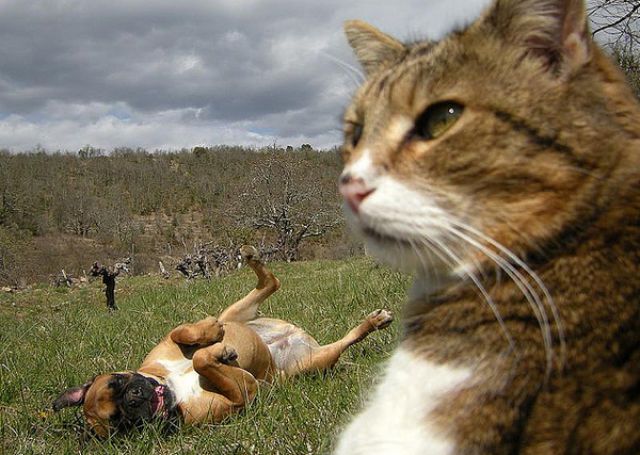 Коты фотобомбят собак