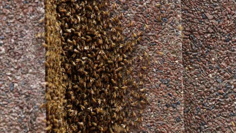 Рой пчел заблокировал вход в здание на Манхэттене