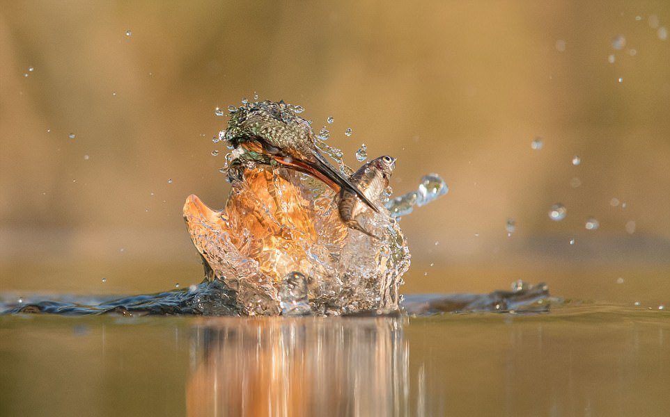 Снимки ныряющего зимородка