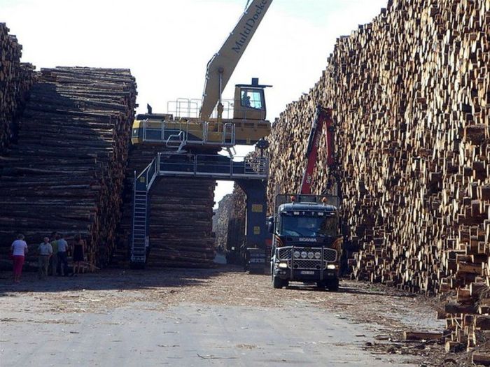 Крупнейшее в мире хранилище древесины в Швеции