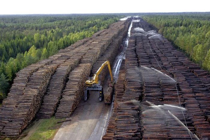 Крупнейшее в мире хранилище древесины в Швеции