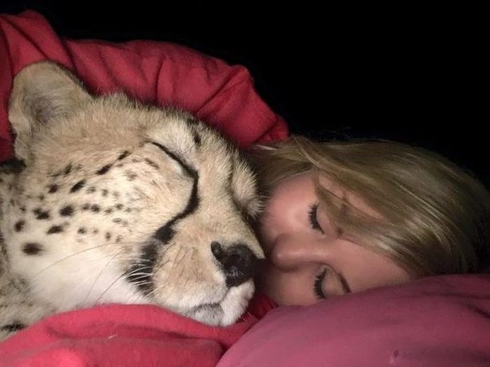 Британка спасла котенка гепарда от охотников за трофеями