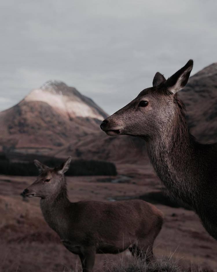 Природа и дикие животные Шотландии от Франа Марта