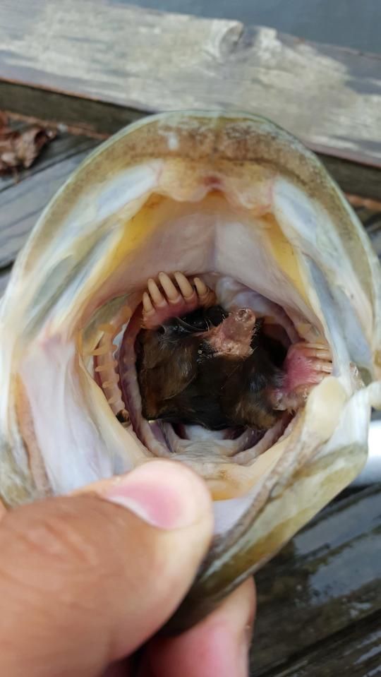 Рыбак поймал окуня с кротом внутри