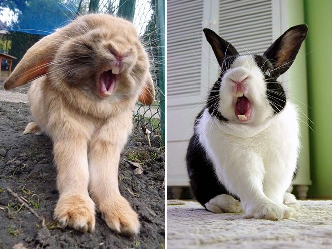 Зевающие кролики - довольно пугающее зрелище