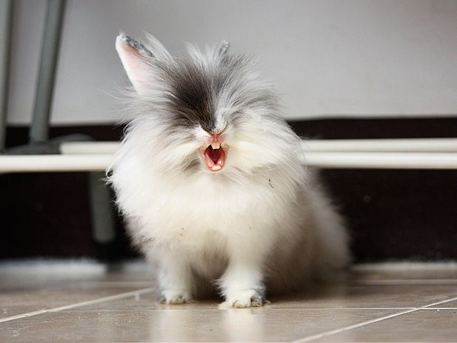Зевающие кролики - довольно пугающее зрелище