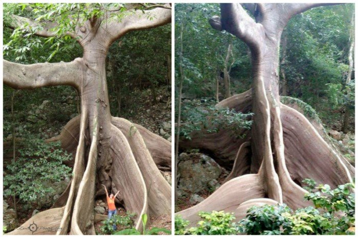 Невероятные деревья нашей планеты