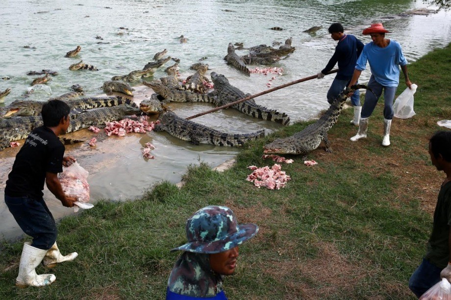Фермы по выращиванию крокодилов в Таиланде