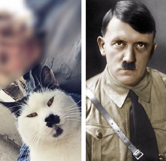 Сходство по фото с животными