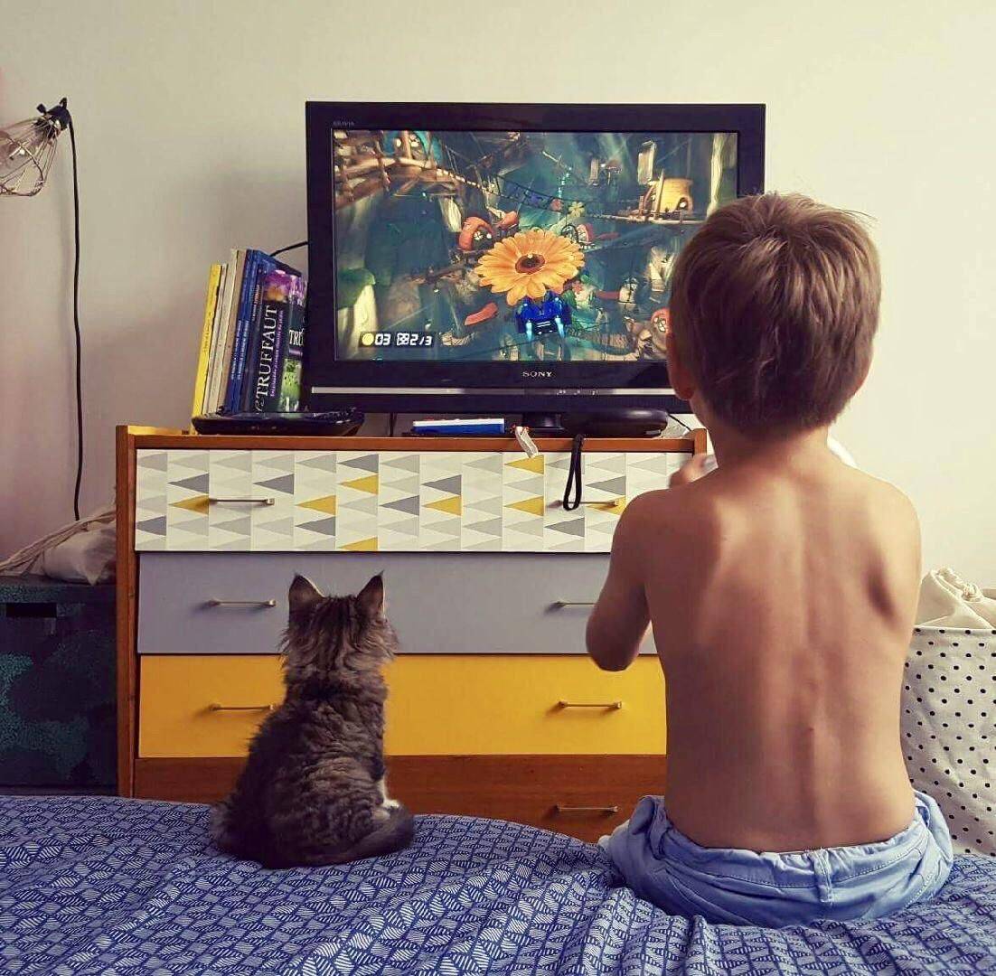 Кошка перед телевизором