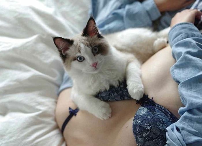 Коты без ума от женской груди