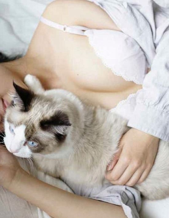 Коты без ума от женской груди