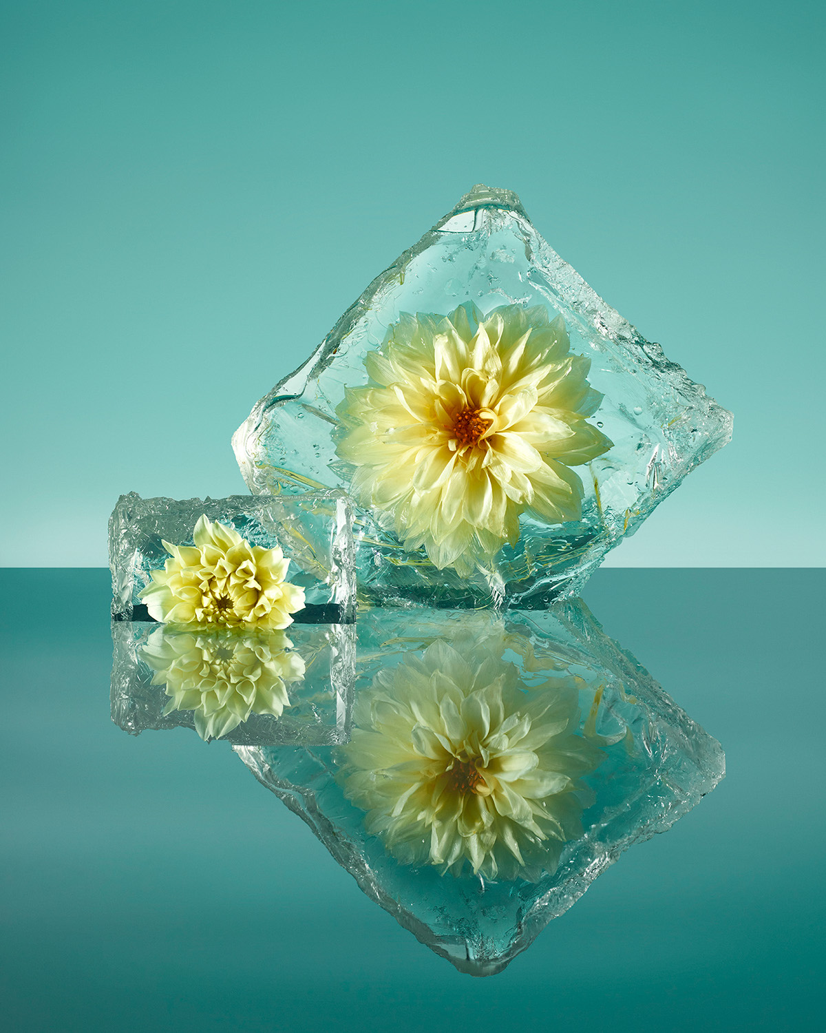 Замораживание цветов от Паломы Ринкон