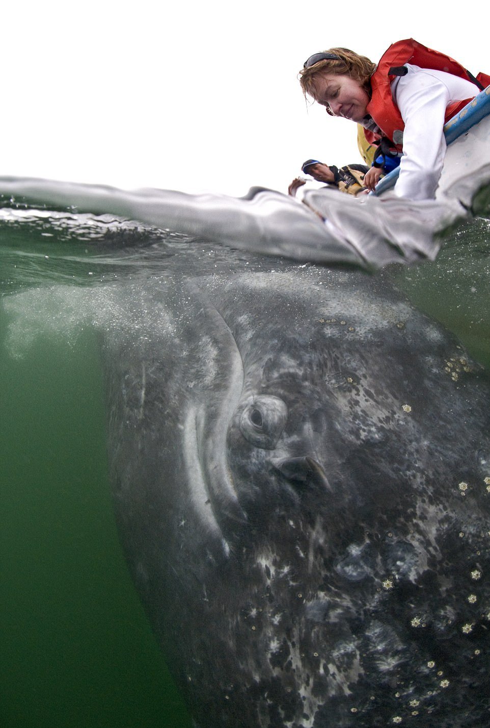 Потрясающее зрелище: туристы гладят китов
