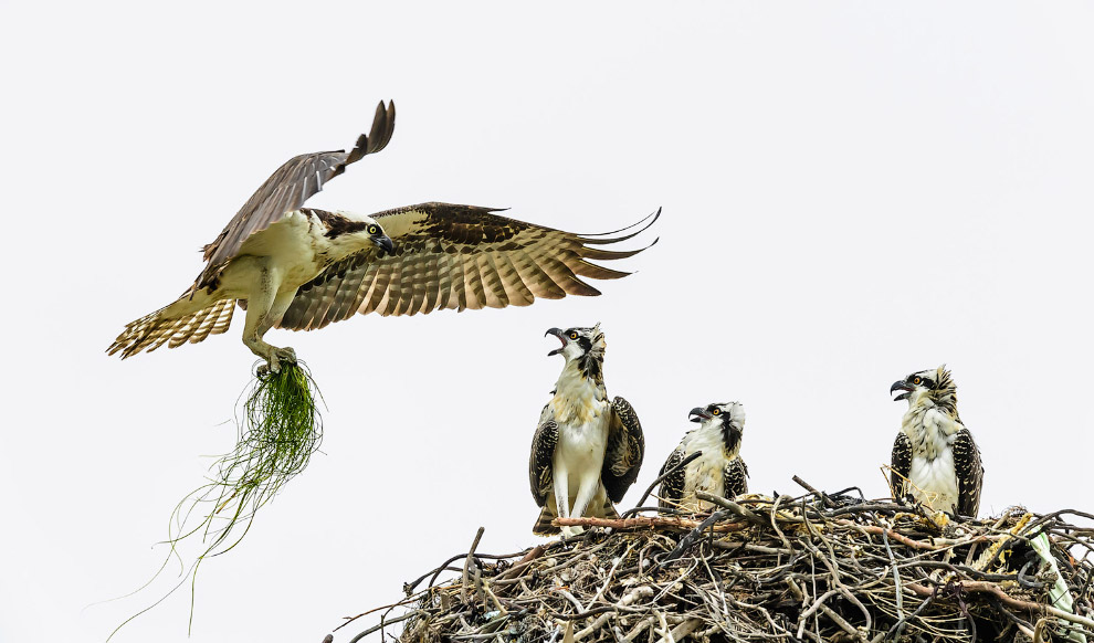 Потрясающие фотографии птиц с конкурса Audubon Photography Awards 2017