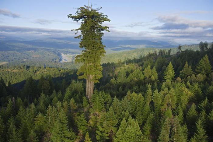 10 самых больших деревьев планеты
