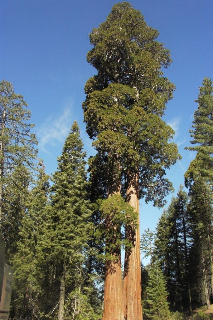 10 самых больших деревьев планеты