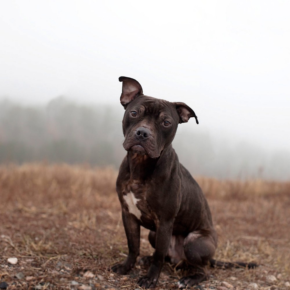 Американский фотограф делает снимки бездомных собак, спасая их от смерти