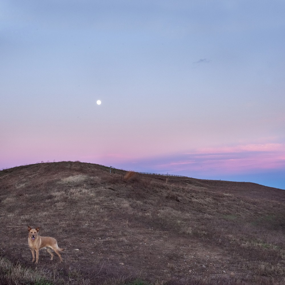 Американский фотограф делает снимки бездомных собак, спасая их от смерти