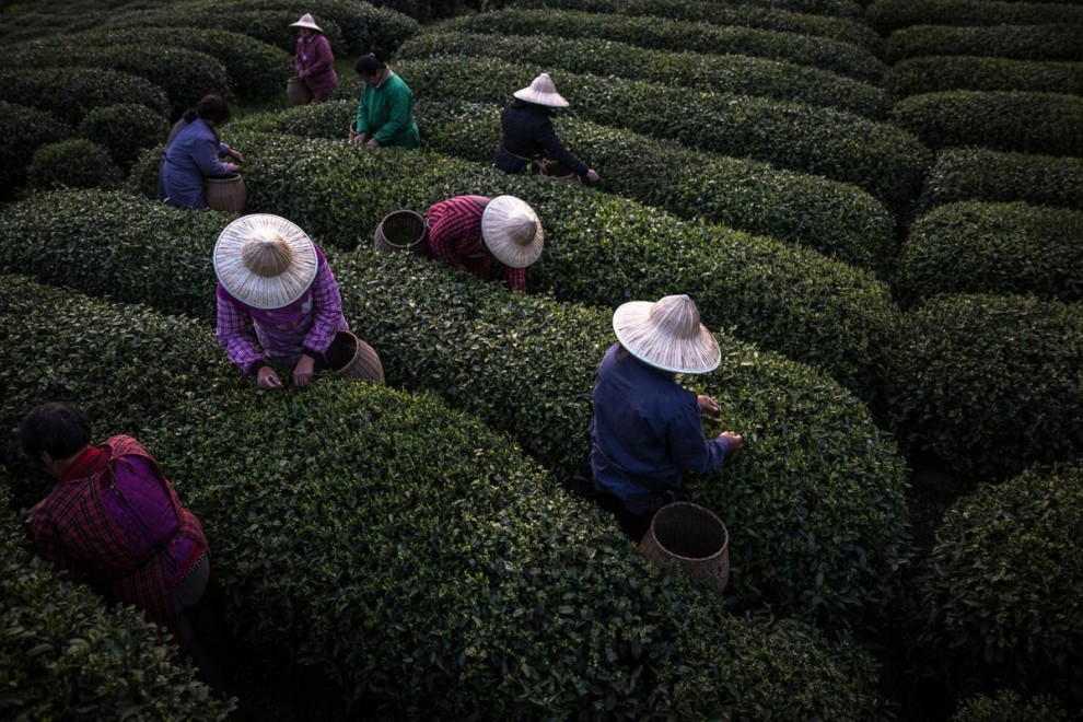 Где производят каждую четвертую чашку чая в мире