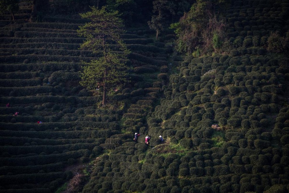 Где производят каждую четвертую чашку чая в мире