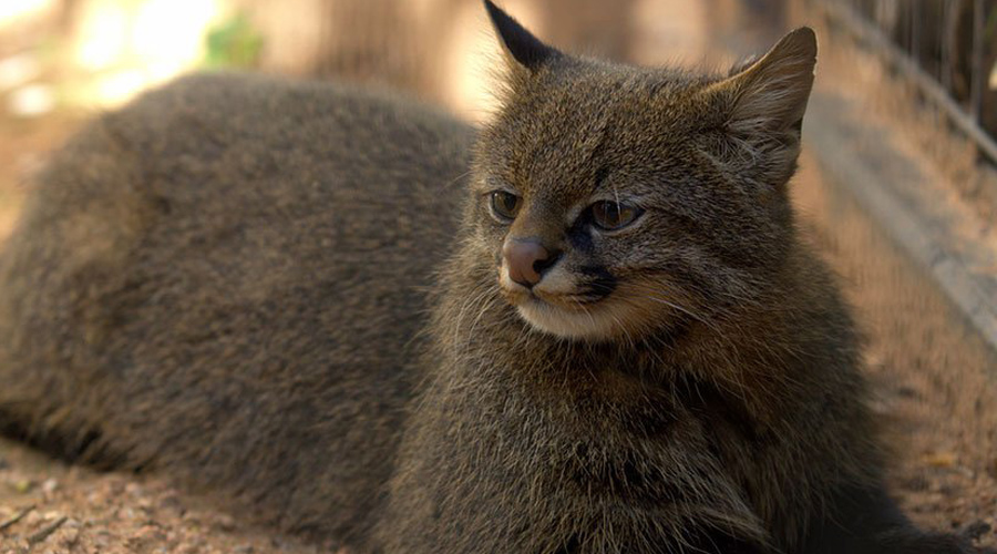 10 редких диких котов, о которых мало кто слышал