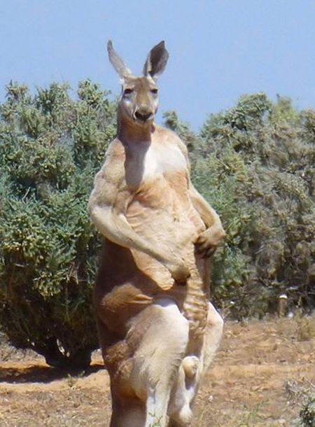 Австралийская жуть: опасные животные