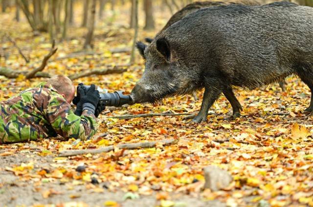 Фотографы дикой природы: что остаётся за кадром