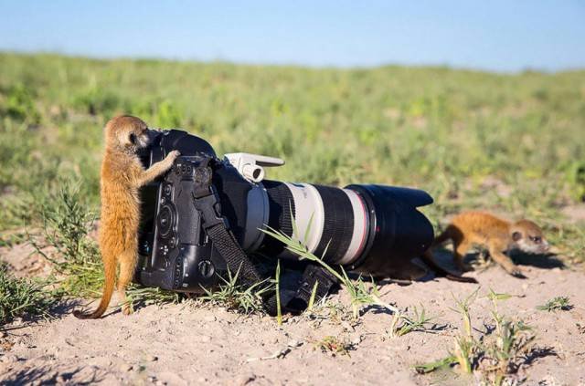 Фотографы дикой природы: что остаётся за кадром