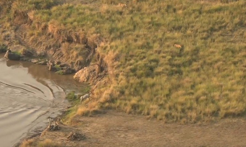 Невезучая зебра ускользнула из пасти крокодила и попала в лапы к львицам
