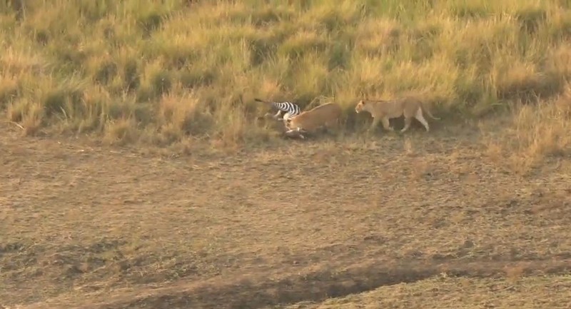 Невезучая зебра ускользнула из пасти крокодила и попала в лапы к львицам
