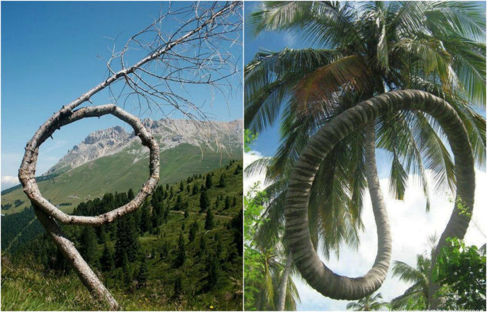 Самые необычные деревья: природа умеет удивлять