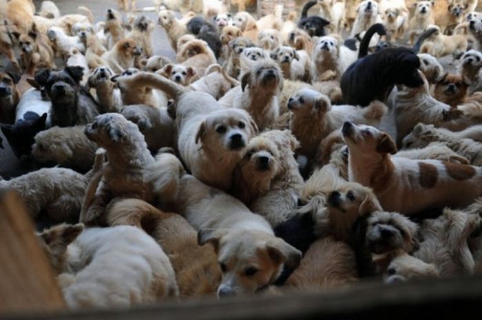 1500 собак и 200 котов в приюте