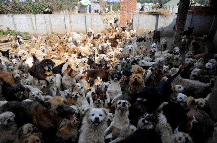 1500 собак и 200 котов в приюте
