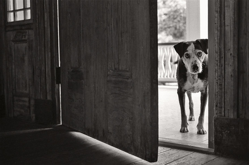 Фотограф делает снимки собак преклонного возраста