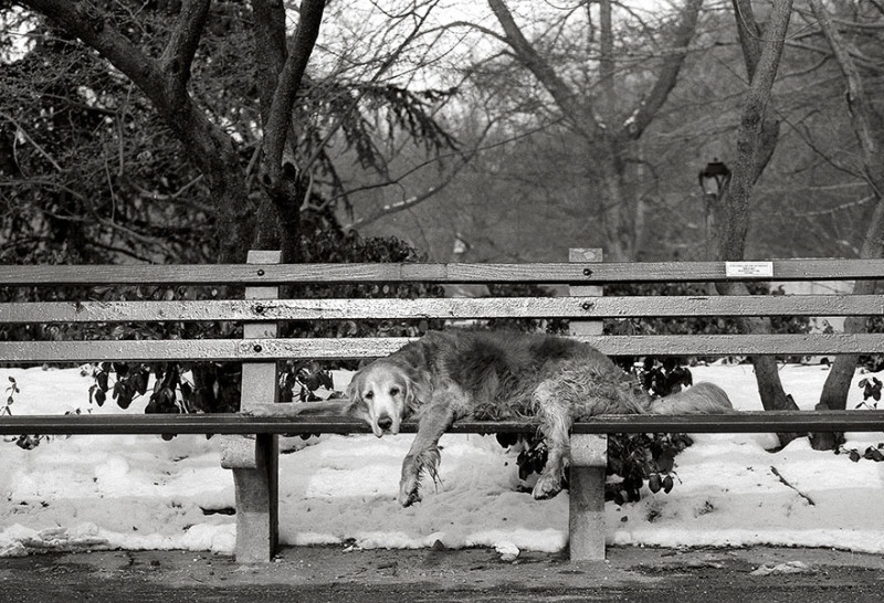 Фотограф делает снимки собак преклонного возраста