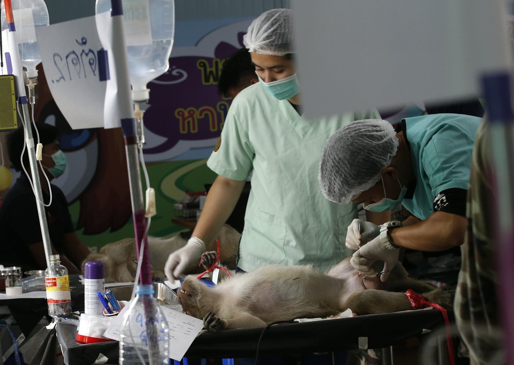 Повальная стерилизация обезьян в Таиланде