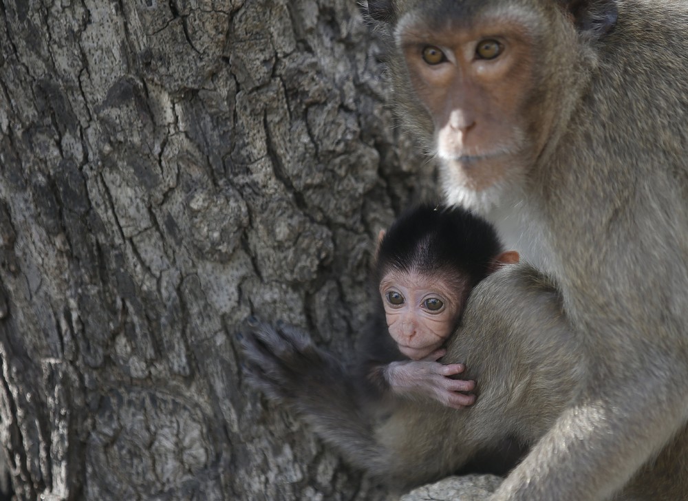 Повальная стерилизация обезьян в Таиланде