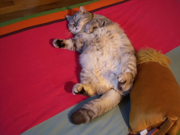 Толстая кошка Джули стала звездой интернета
