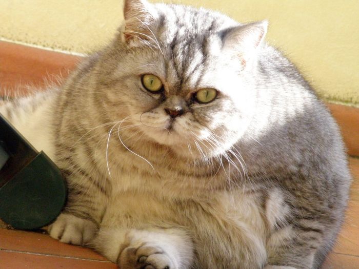 Толстая кошка Джули стала звездой интернета