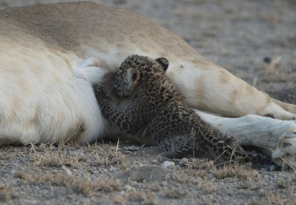 5 Видов животных которые спариваются с животными. Детеныш леопарда и львицы 6 букв. Могут спариваться львица с леопардом?.
