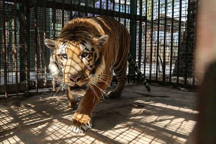 История спасения одного тигра