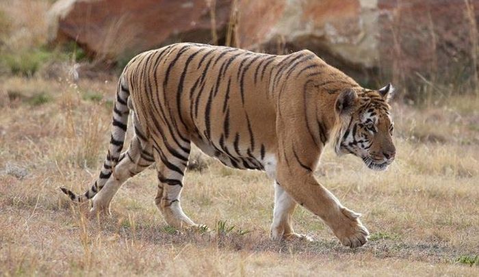 История спасения одного тигра