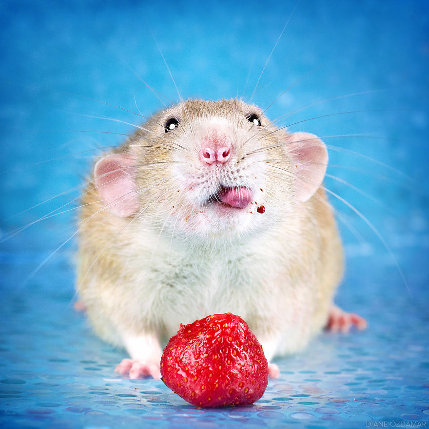 Снимки домашних крыс, доказывающие, что они милахи