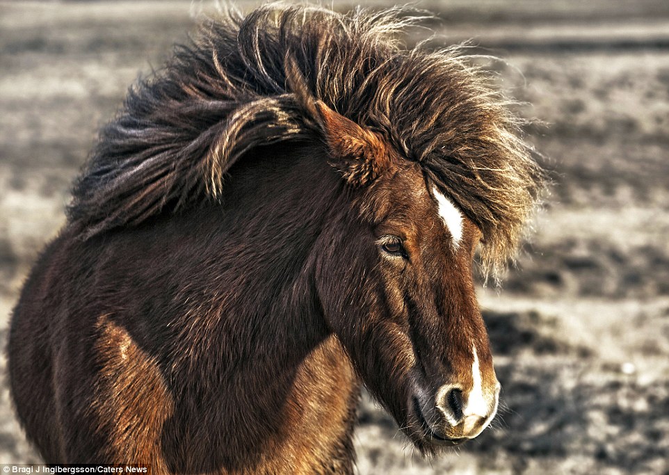 Дикие лошади на снимках исландского фотографа