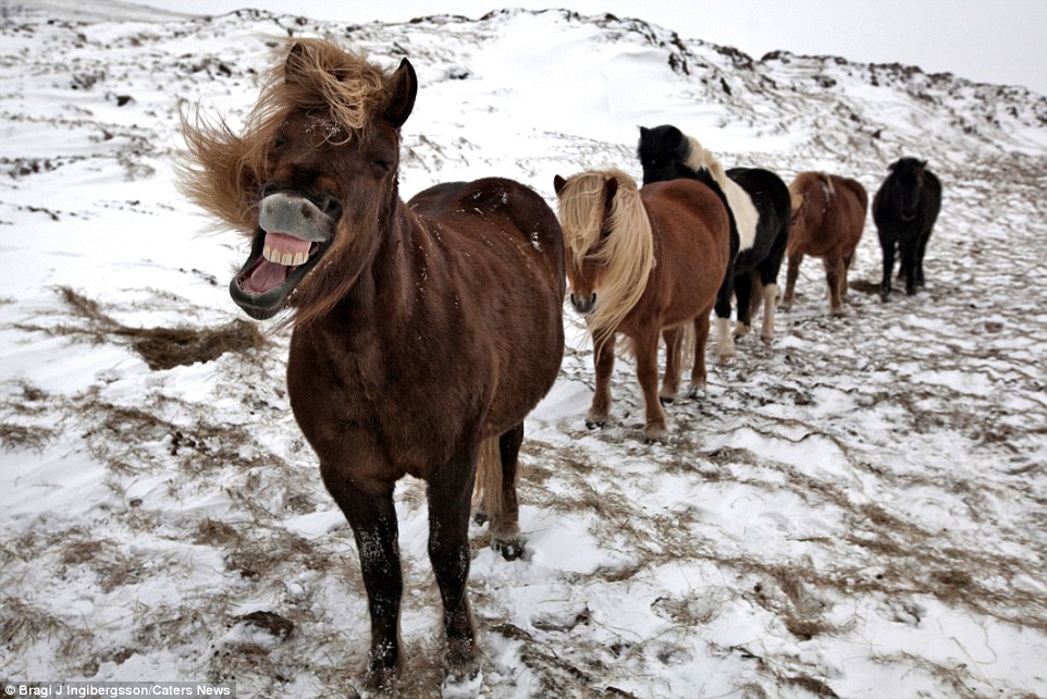 Дикие лошади на снимках исландского фотографа