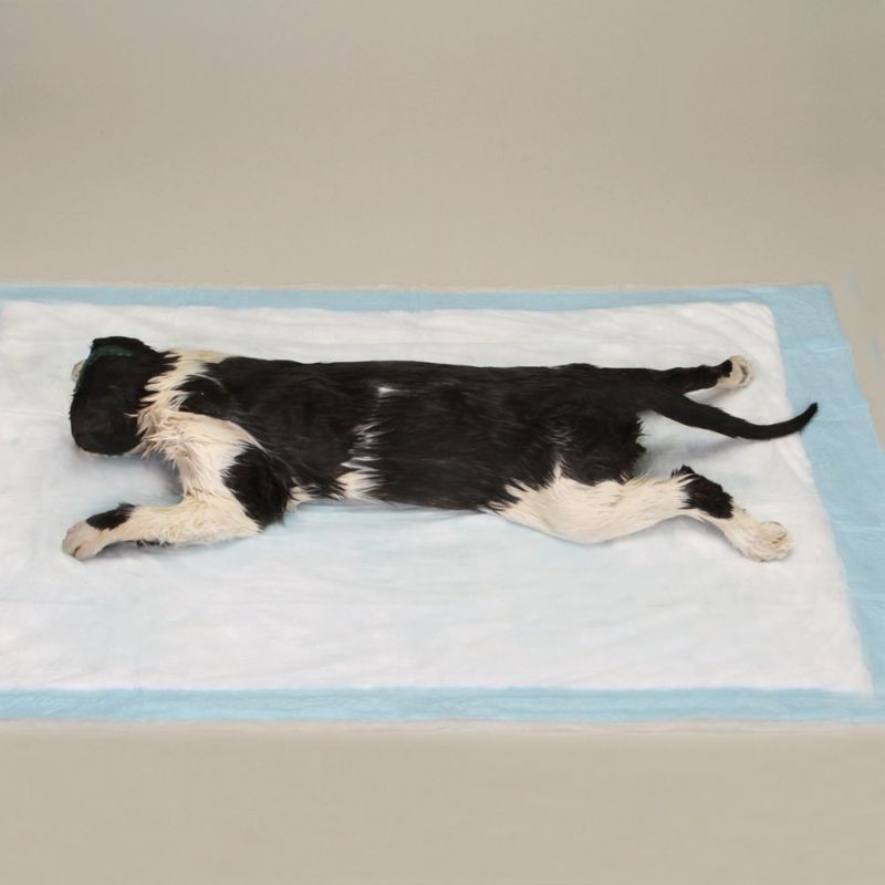 Тренировочные мертвые коты для начинающих ветеринаров