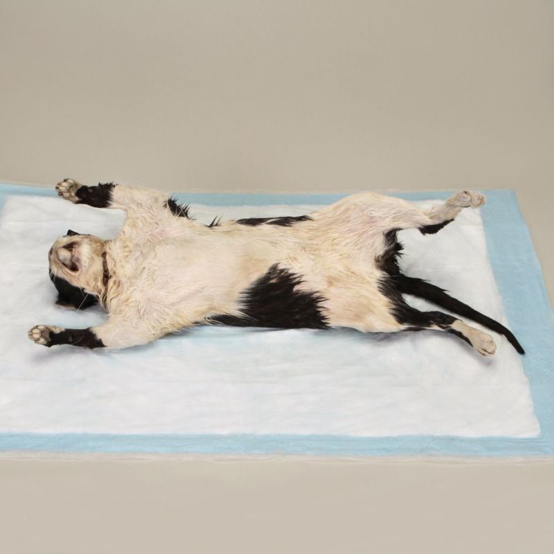 Тренировочные мертвые коты для начинающих ветеринаров