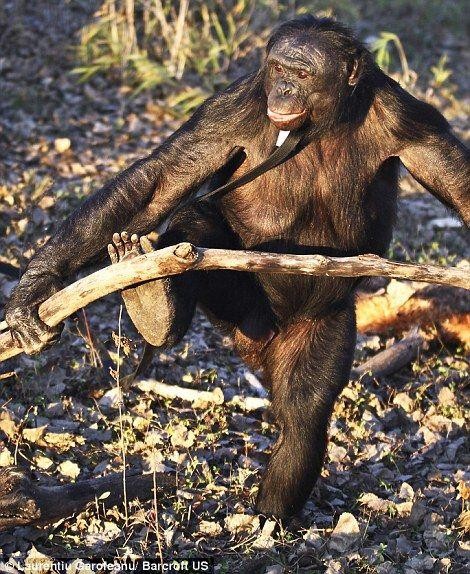 Kanzi - самая умная шимпанзе