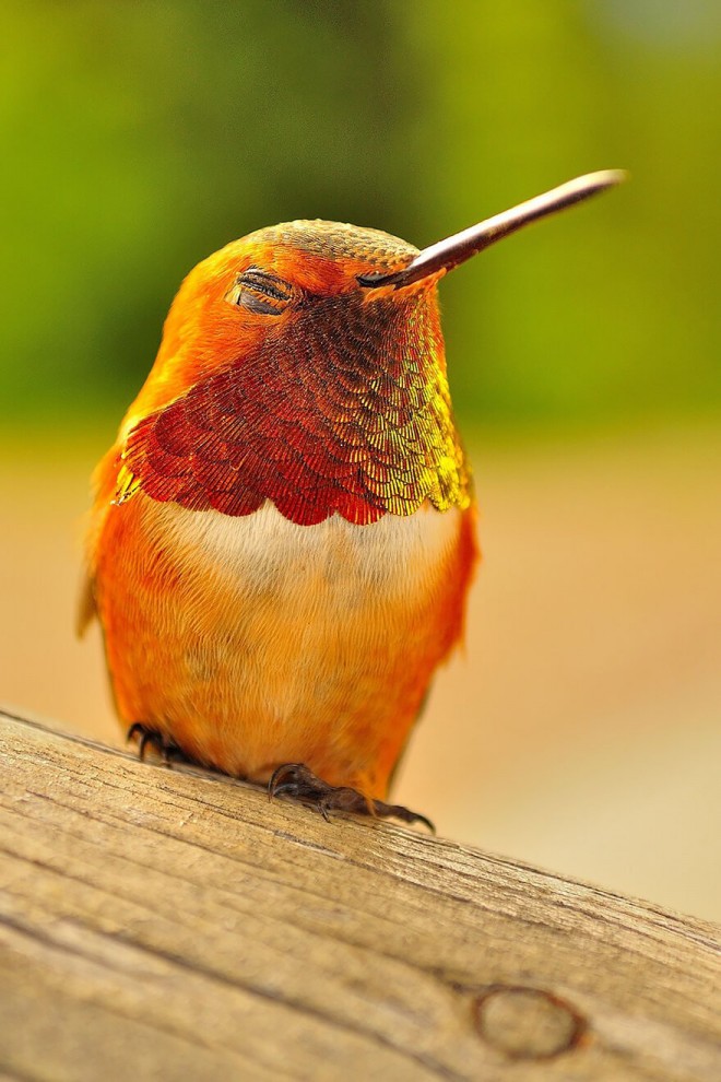 Яркие и красочные колибри